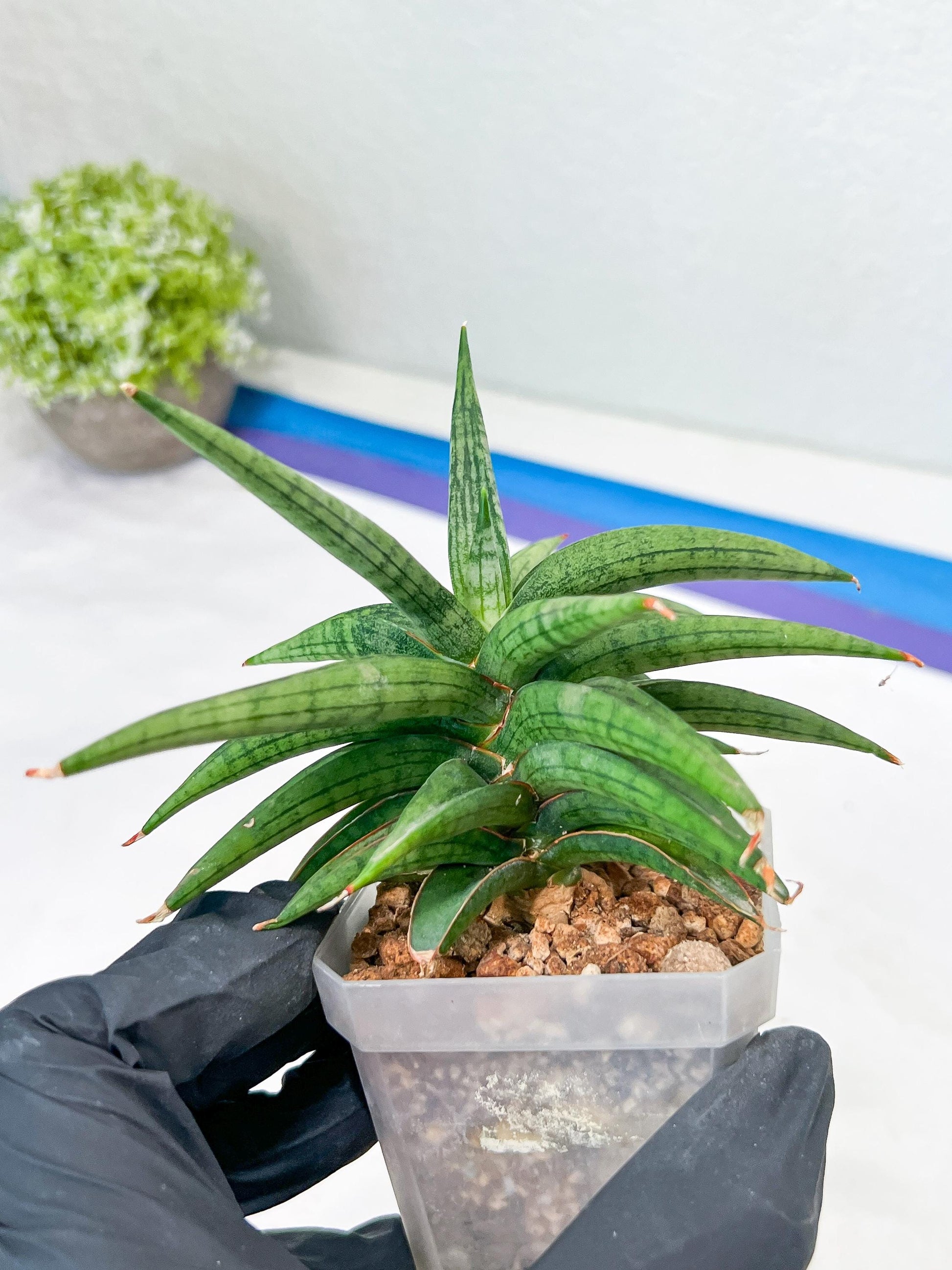 Sansevieria Thousand Blue (g1) (10) | Imported Plant