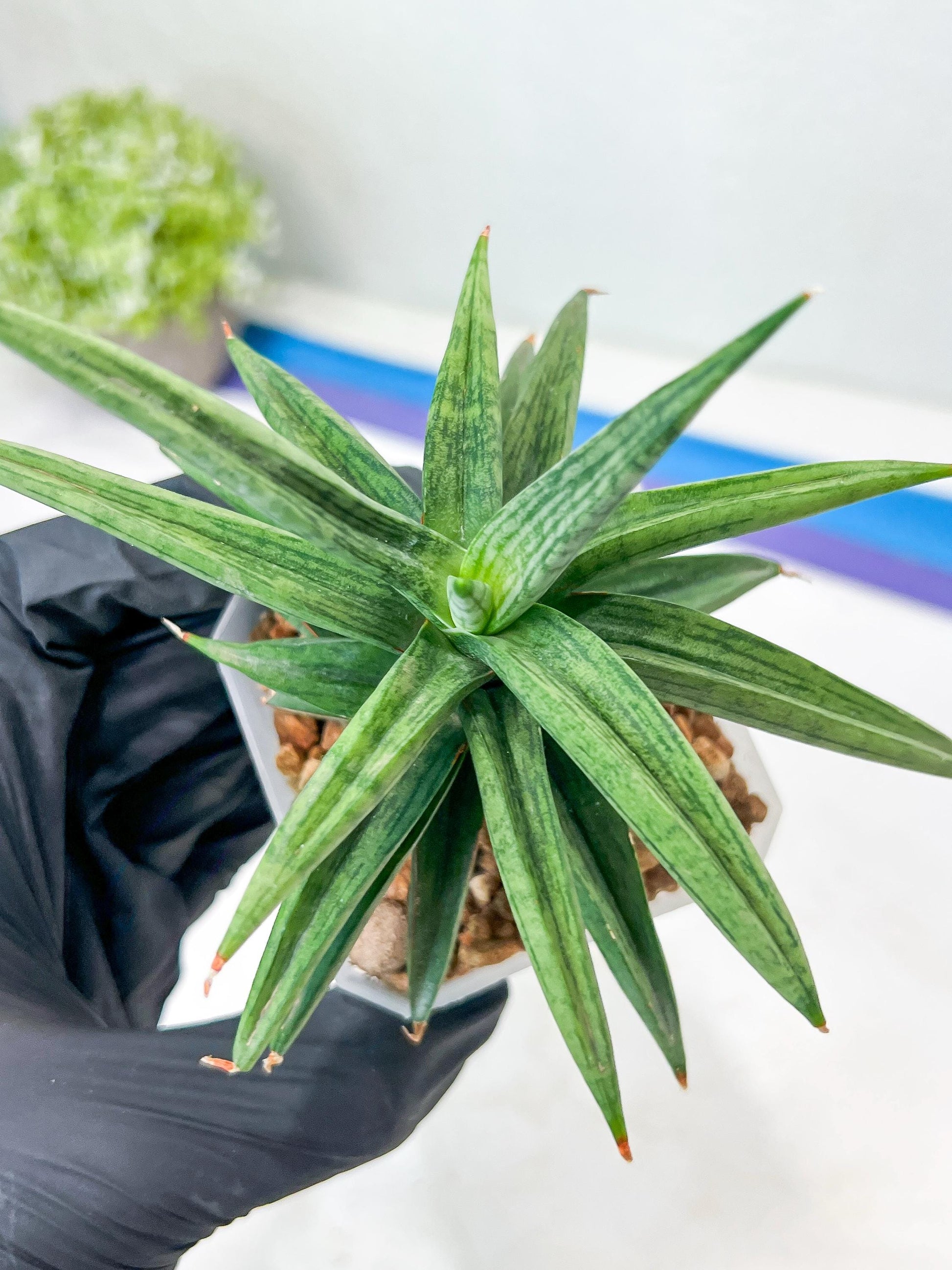 Sansevieria Thousand Blue (g1) (10) | Imported Plant