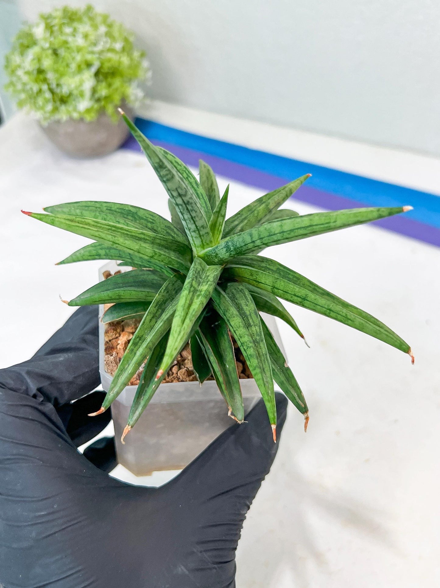 Sansevieria Thousand Blue (g1) (10) | Imported Plant