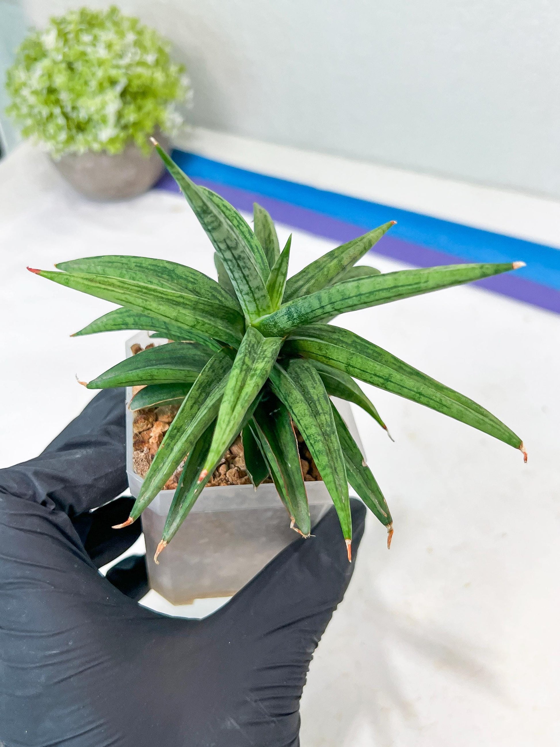 Sansevieria Thousand Blue (g1) (10) | Imported Plant