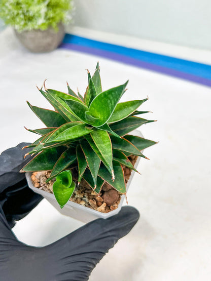 Sansevieria Black Eye (g1) (11) | Imported Plant