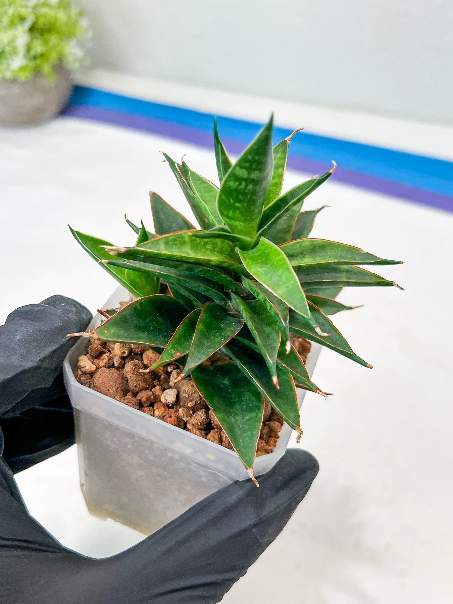 Sansevieria Black Eye (g1) (11) | Imported Plant