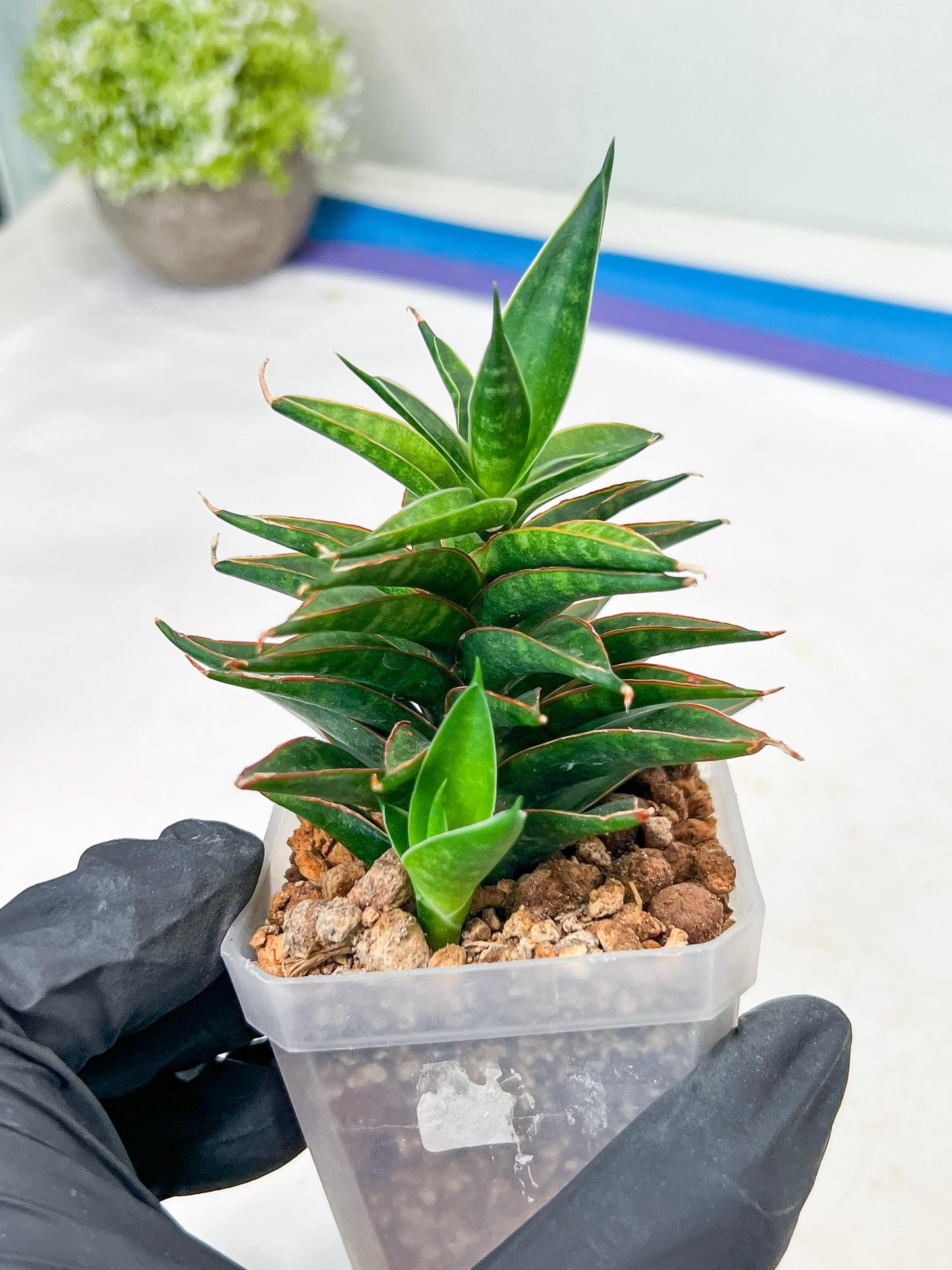 Sansevieria Black Eye (g1) (11) | Imported Plant