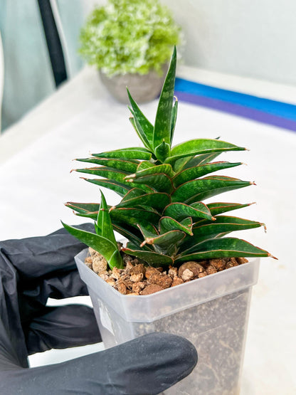 Sansevieria Black Eye (g1) (11) | Imported Plant