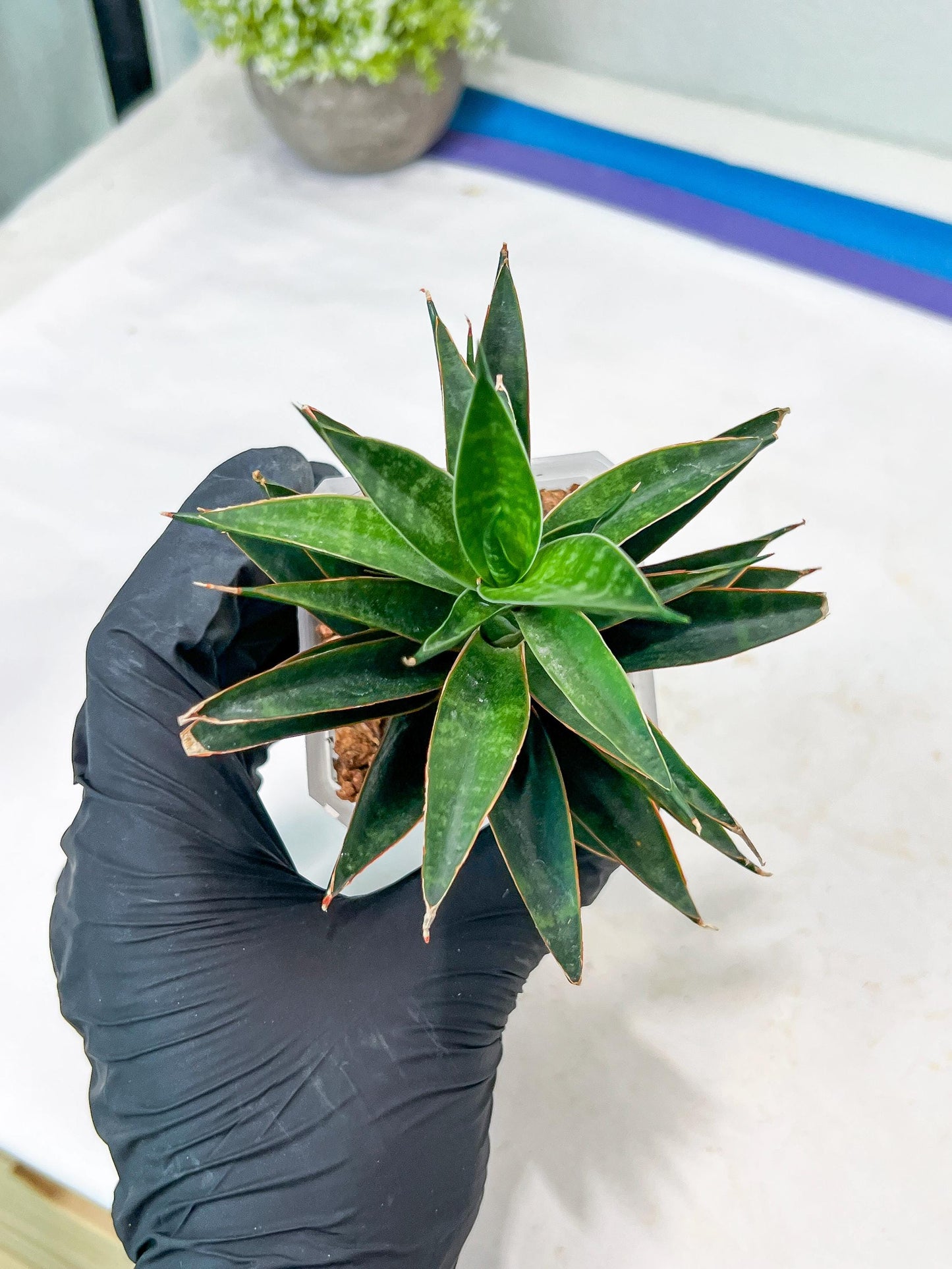 Sansevieria Black Eye (g1) (12) | Imported Plant