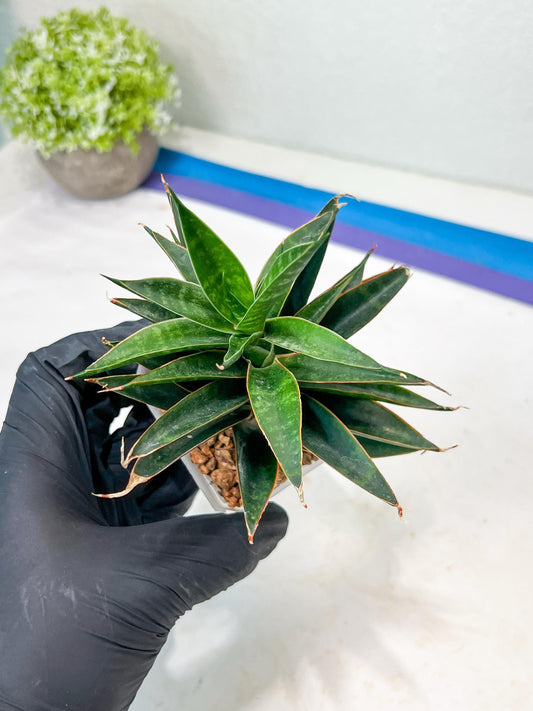 Sansevieria Black Eye (g1) (12) | Imported Plant