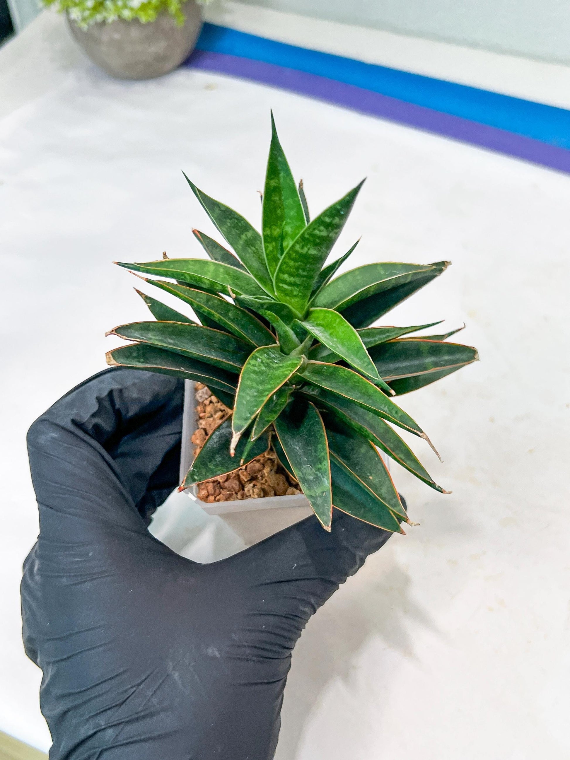 Sansevieria Black Eye (g1) (12) | Imported Plant