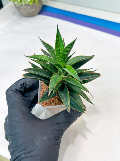 Sansevieria Black Eye (g1) (12) | Imported Plant