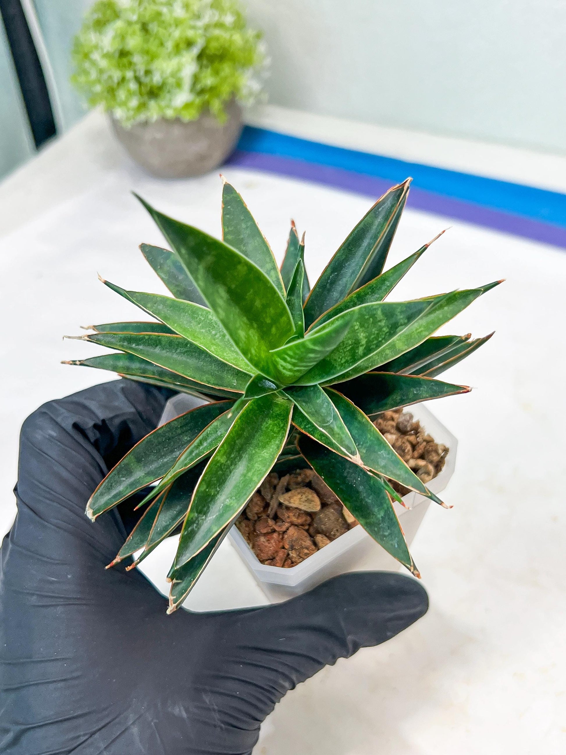 Sansevieria Black Eye (g1) (12) | Imported Plant