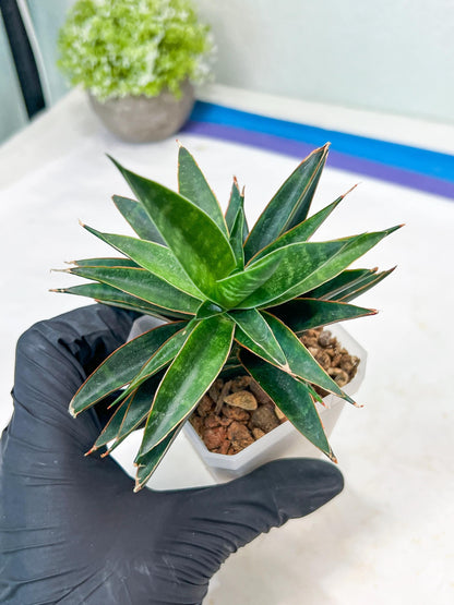 Sansevieria Black Eye (g1) (12) | Imported Plant