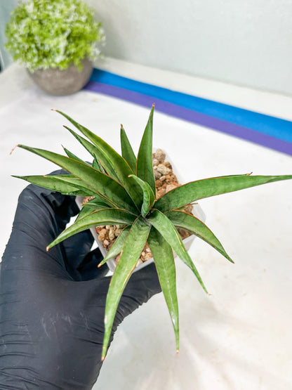 Sansevieria Hara Spaik (g1) (13) | Imported Plant
