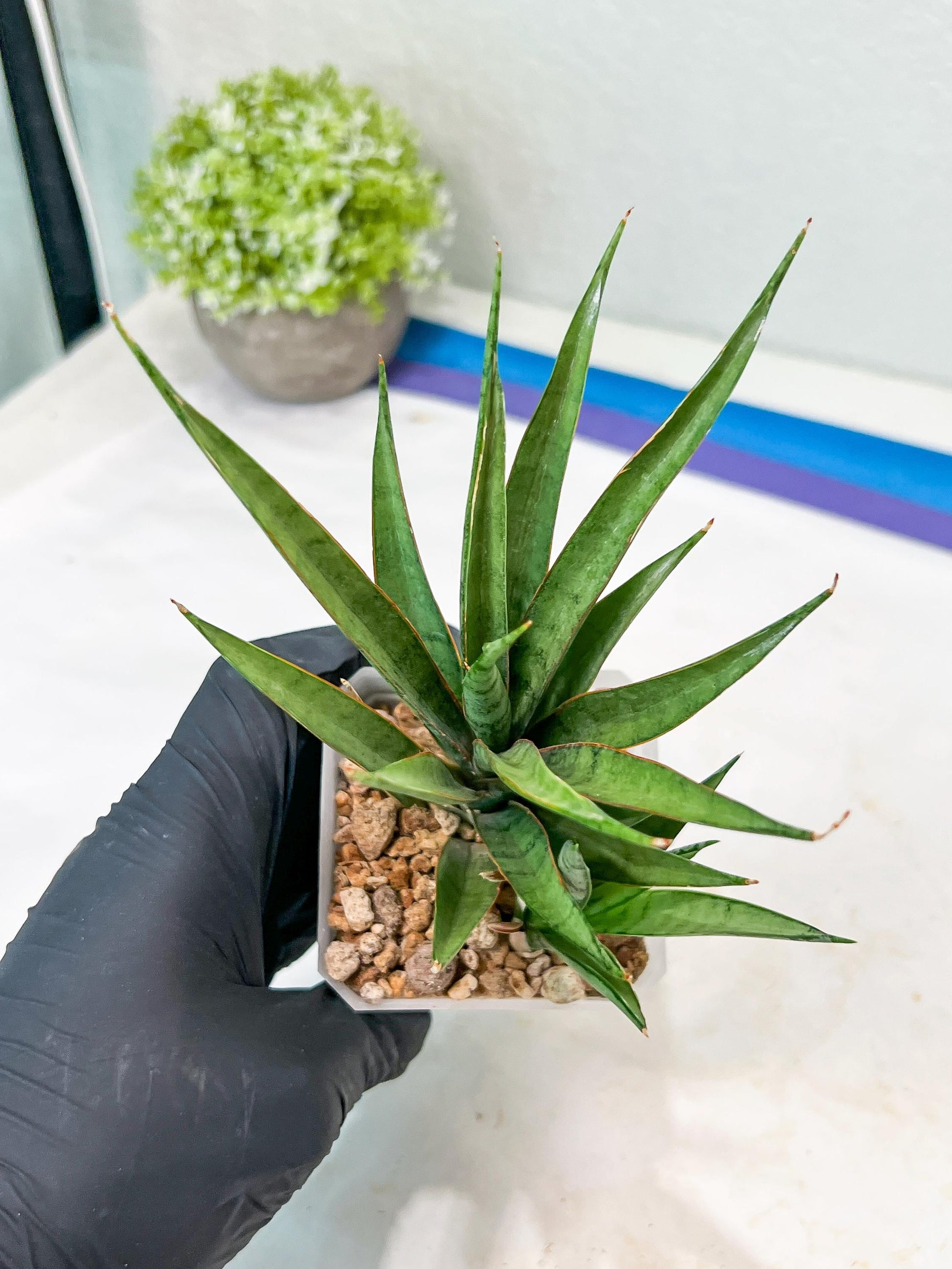 Sansevieria Hara Spaik (g1) (13) | Imported Plant
