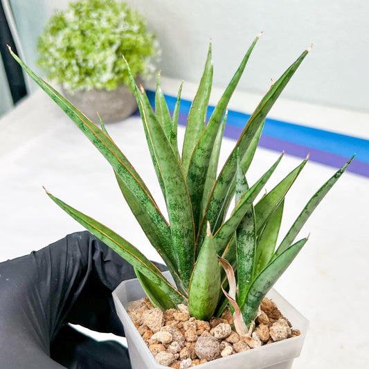 Sansevieria Hara Spaik (g1) (13) | Imported Plant