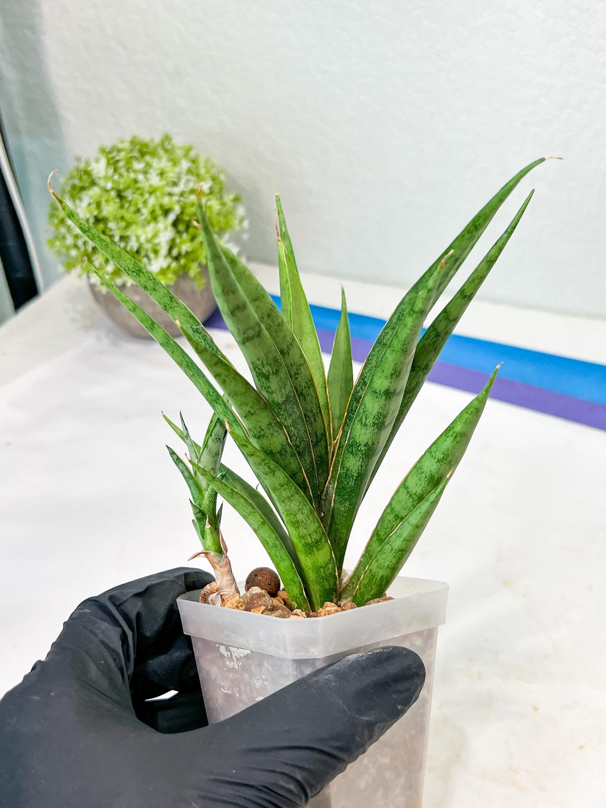Sansevieria Hara Spaik (g1) (14) | Imported Plant | Broken Leaf