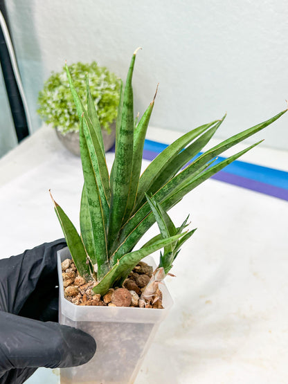 Sansevieria Hara Spaik (g1) (14) | Imported Plant | Broken Leaf