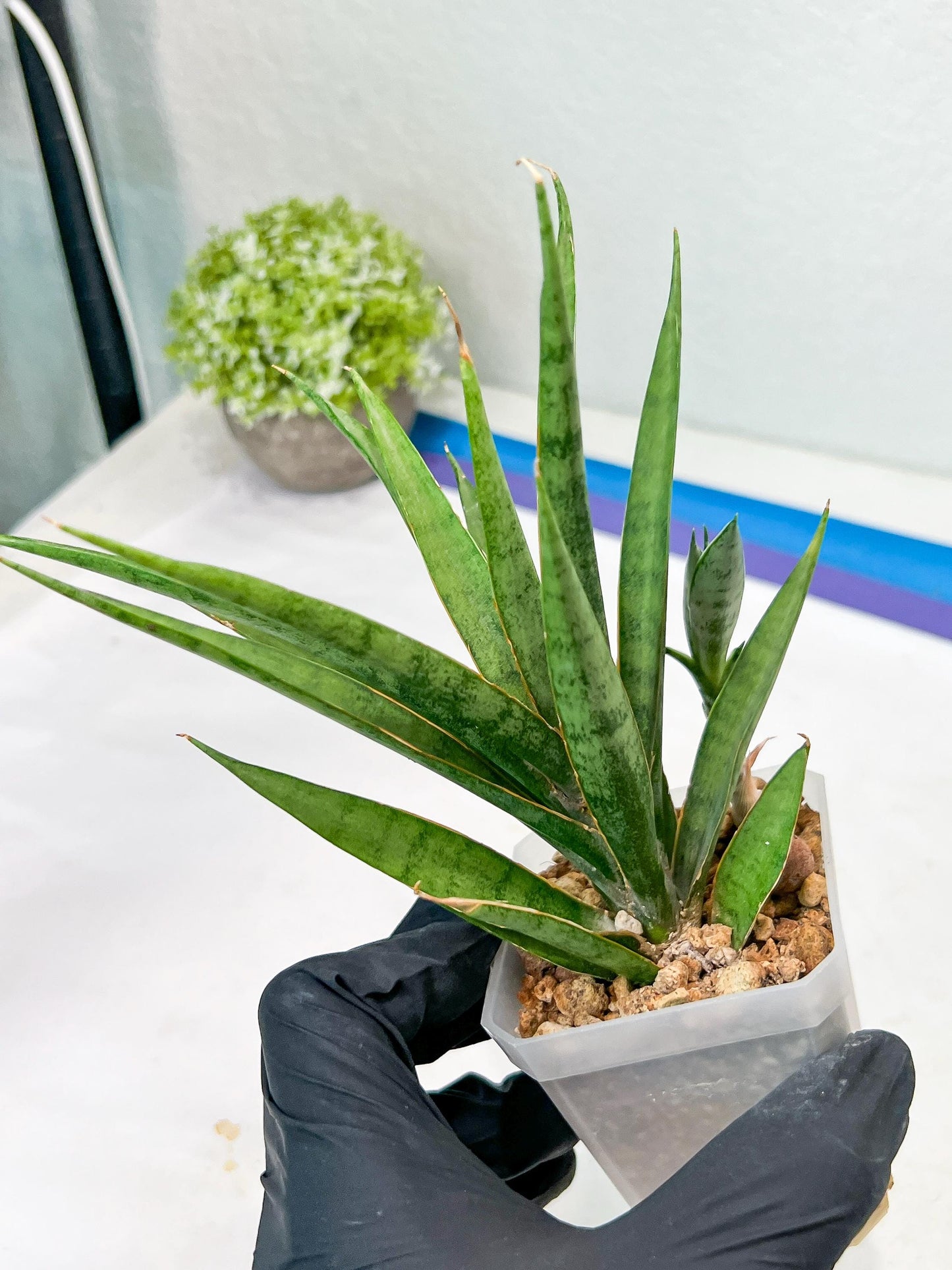 Sansevieria Hara Spaik (g1) (14) | Imported Plant | Broken Leaf