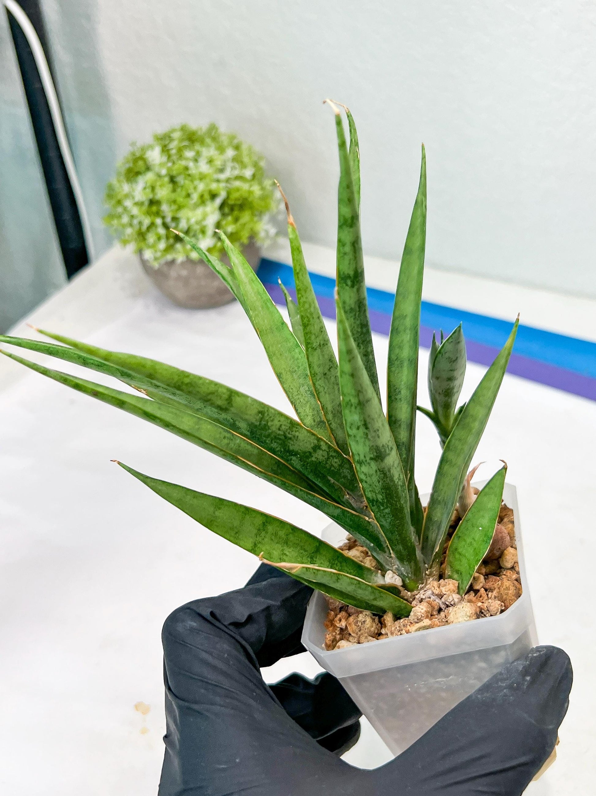 Sansevieria Hara Spaik (g1) (14) | Imported Plant | Broken Leaf