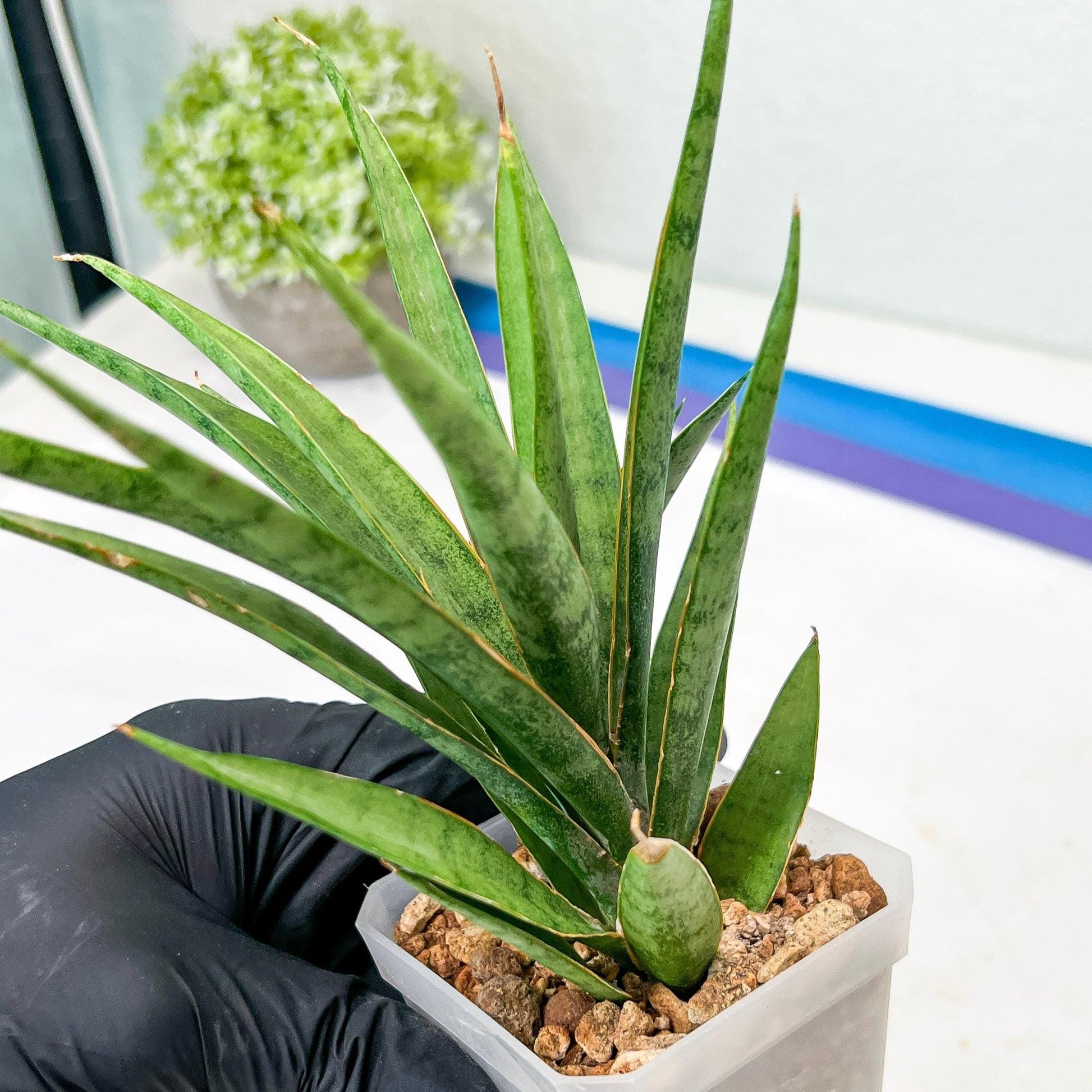 Sansevieria Hara Spaik (g1) (14) | Imported Plant | Broken Leaf
