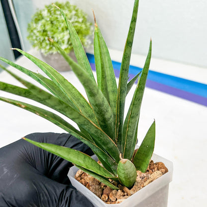 Sansevieria Hara Spaik (g1) (14) | Imported Plant | Broken Leaf