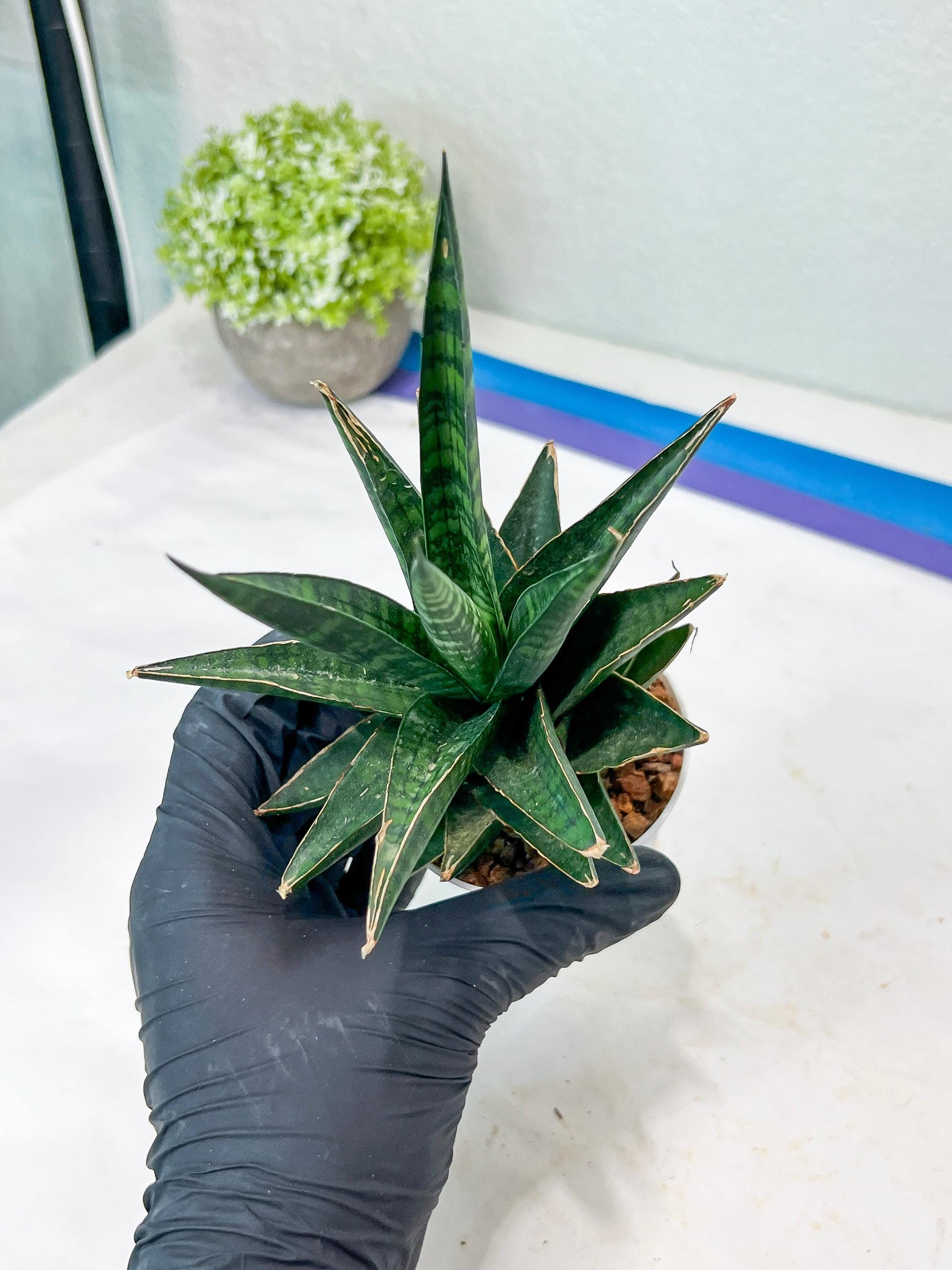 Sansevieria Manny Pacquiao (g1) (15) | Imported Plant
