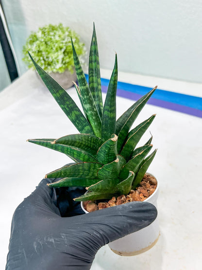 Sansevieria Manny Pacquiao (g1) (15) | Imported Plant