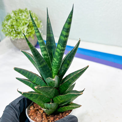 Sansevieria Manny Pacquiao (g1) (15) | Imported Plant