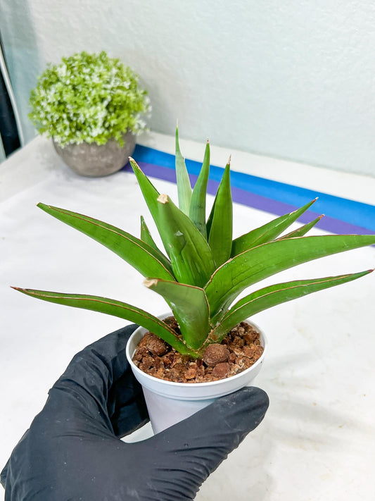 Sansevieria Bai Bid (#RA20) | Rare Hybrid Species
