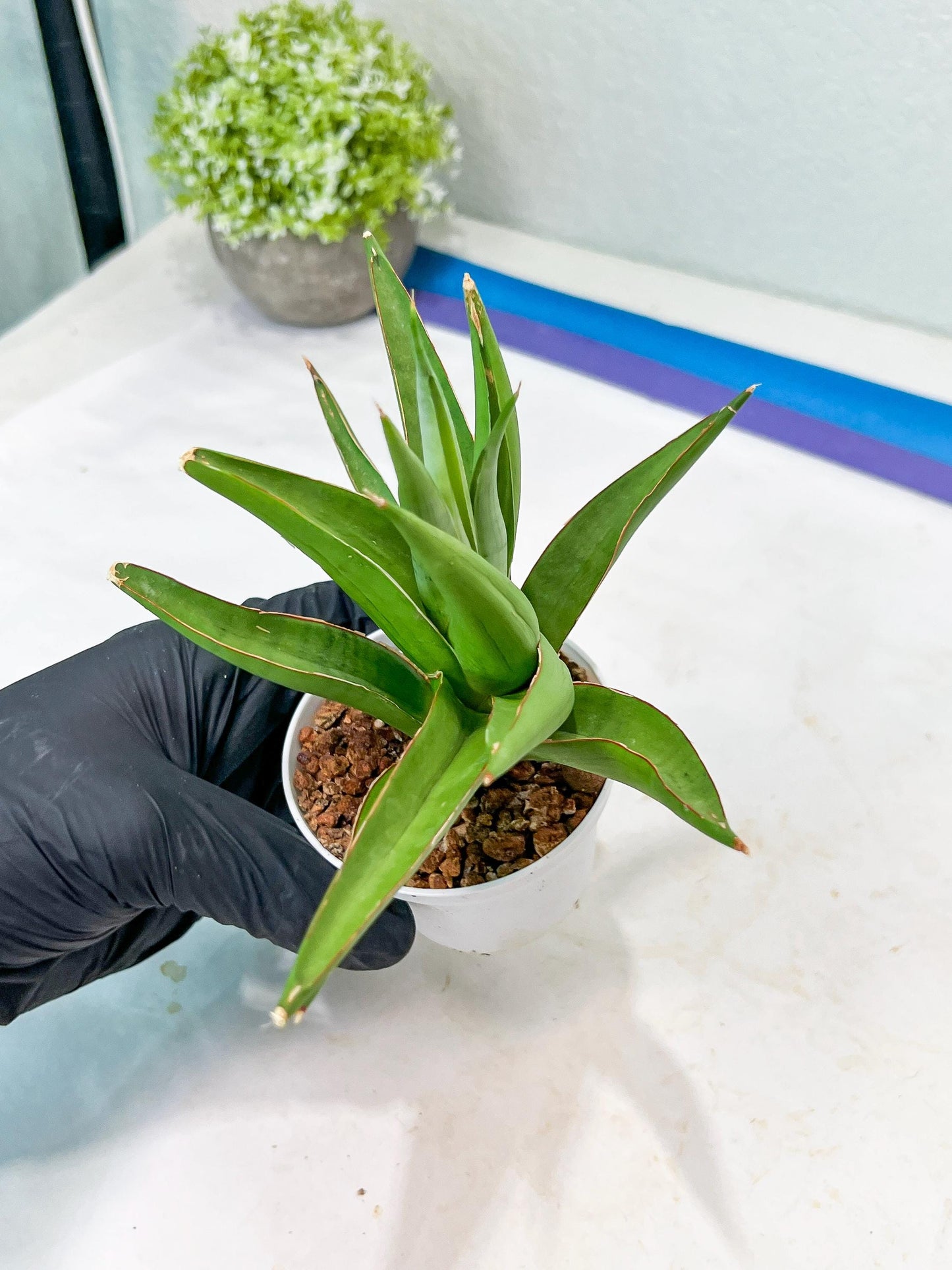 Sansevieria Bai Bid (#RA20) | Rare Hybrid Species