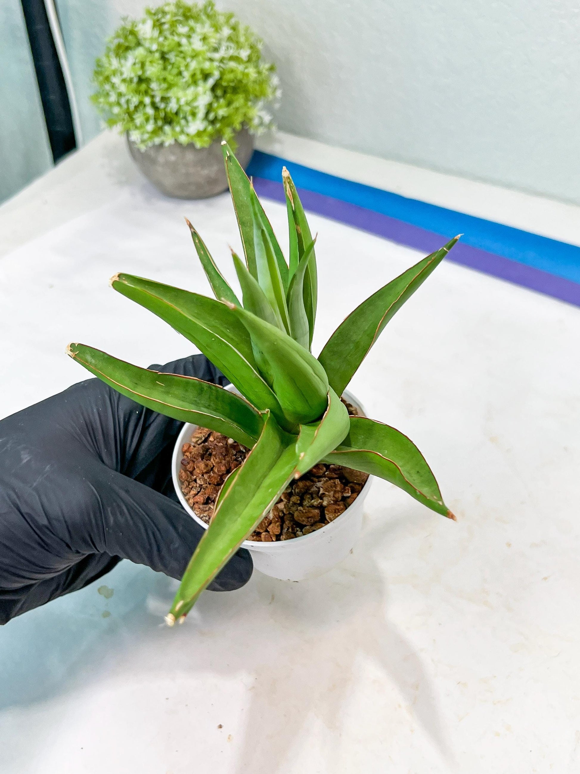 Sansevieria Bai Bid (#RA20) | Rare Hybrid Species