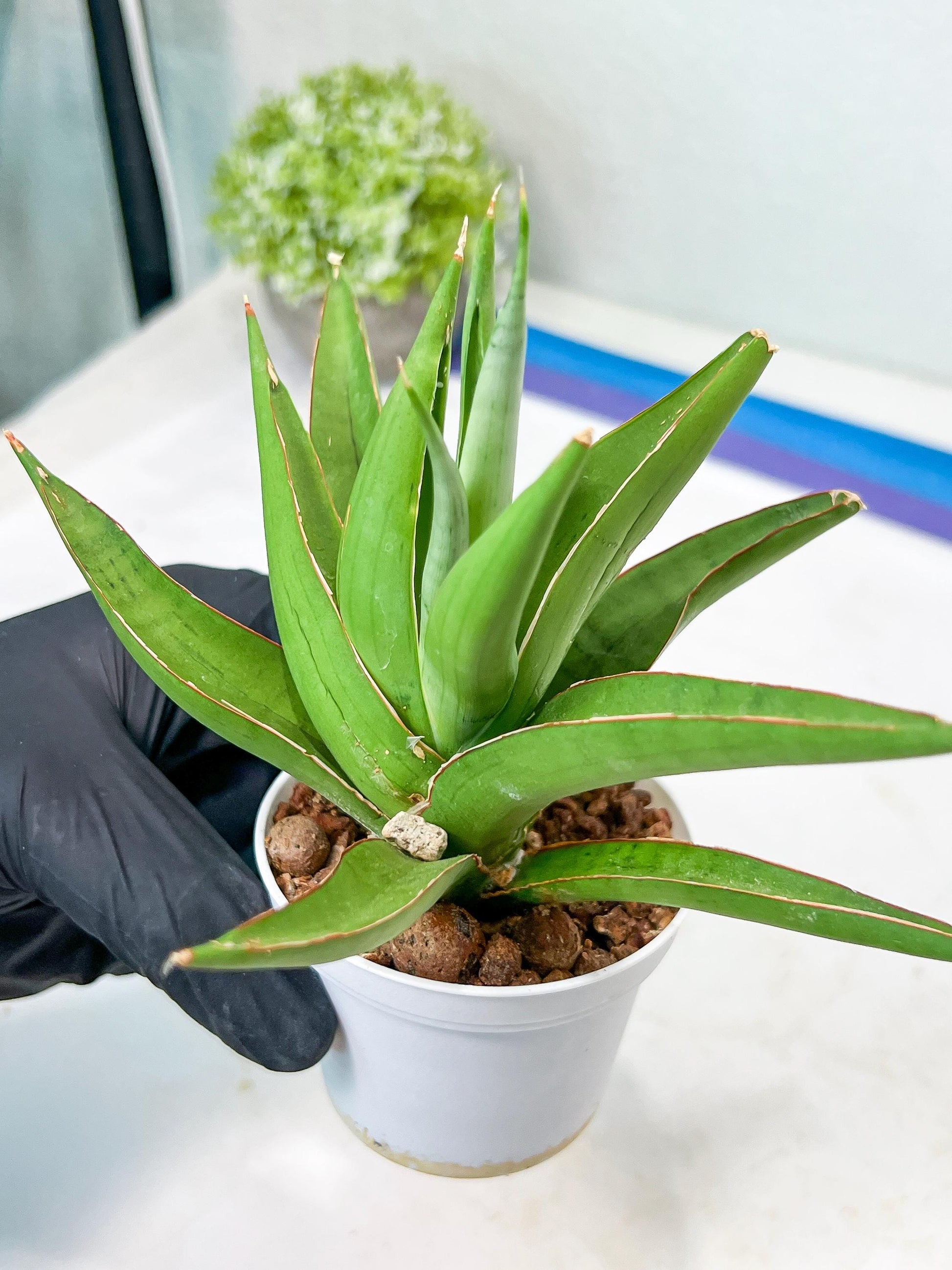 Sansevieria Bai Bid (#RA20) | Rare Hybrid Species