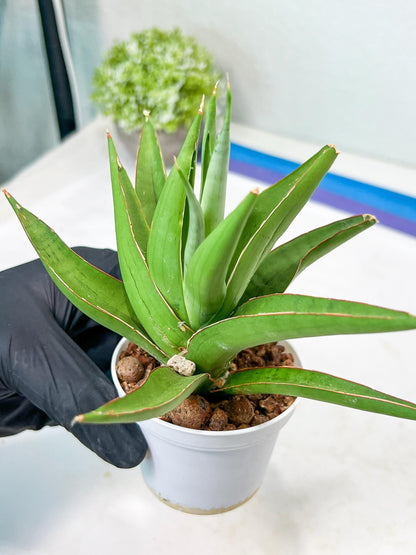 Sansevieria Bai Bid (#RA20) | Rare Hybrid Species
