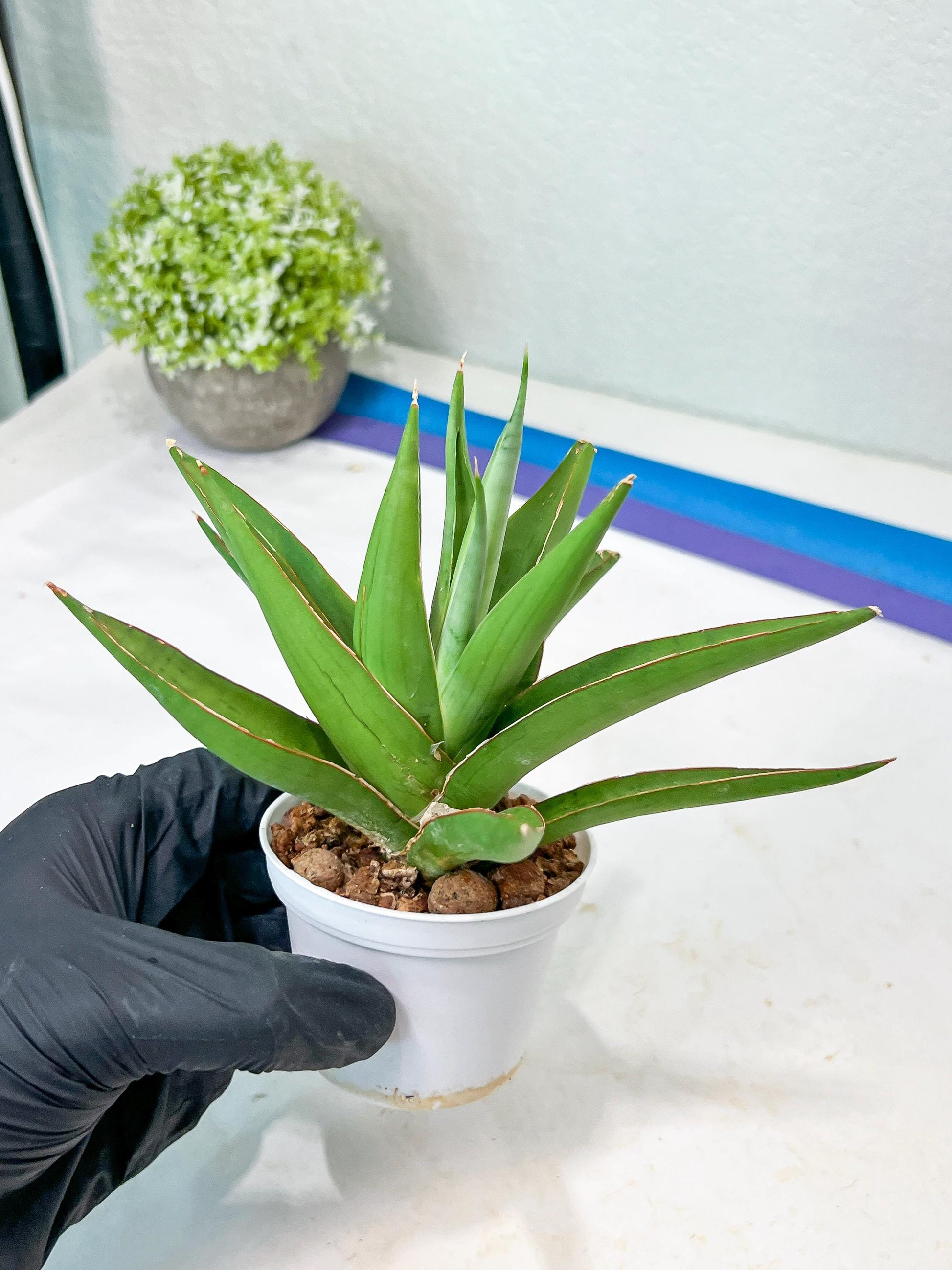 Sansevieria Bai Bid (#RA20) | Rare Hybrid Species