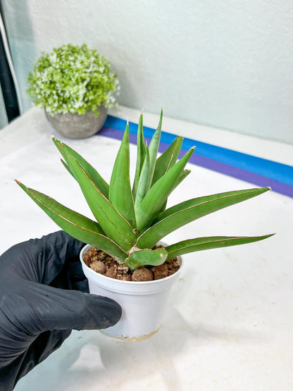 Sansevieria Bai Bid (#RA20) | Rare Hybrid Species