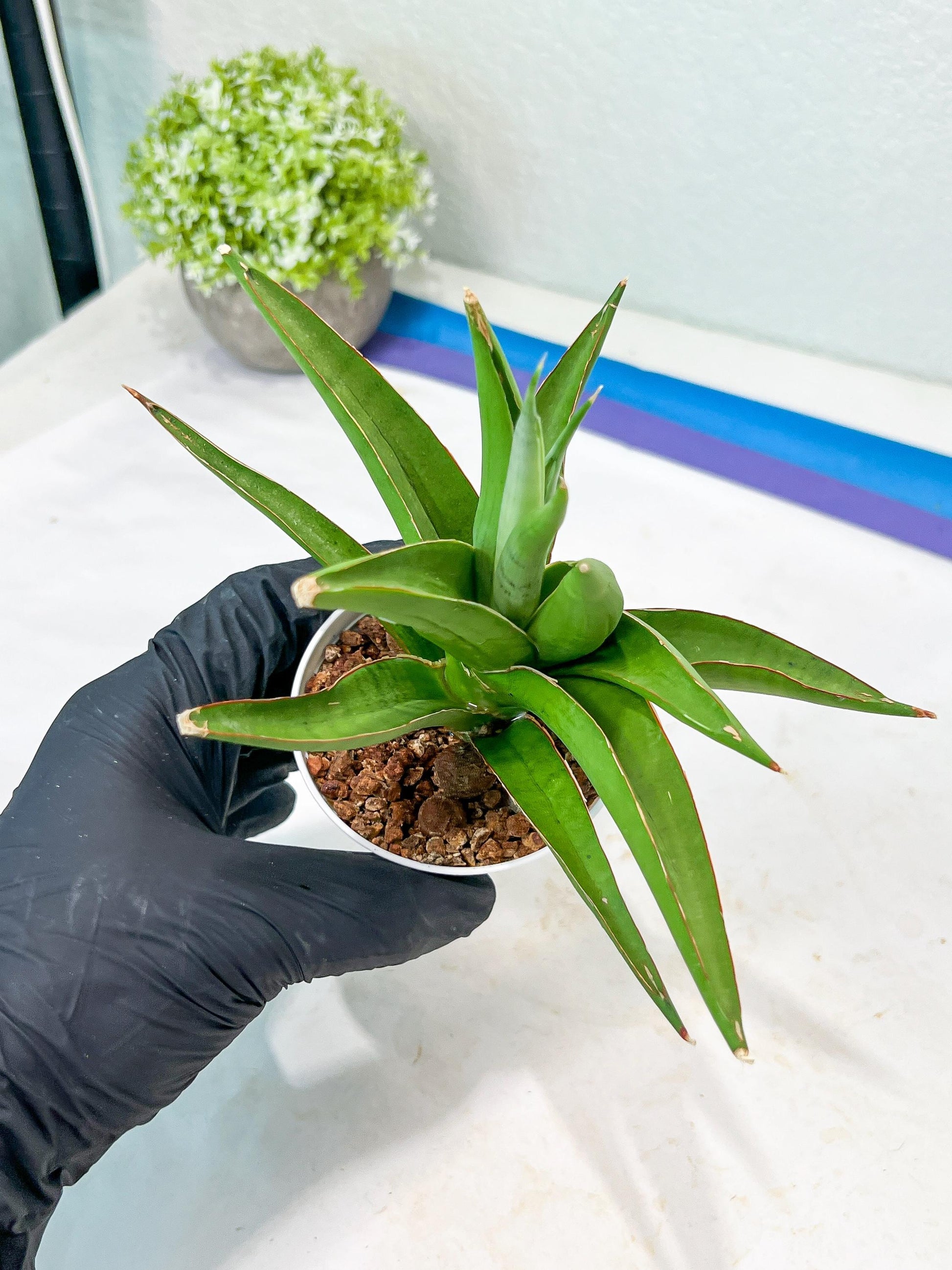 Sansevieria Bai Bid (#RA20) | Rare Hybrid Species