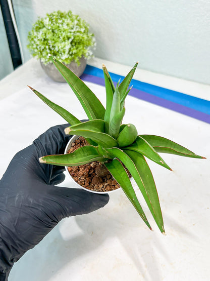 Sansevieria Bai Bid (#RA20) | Rare Hybrid Species