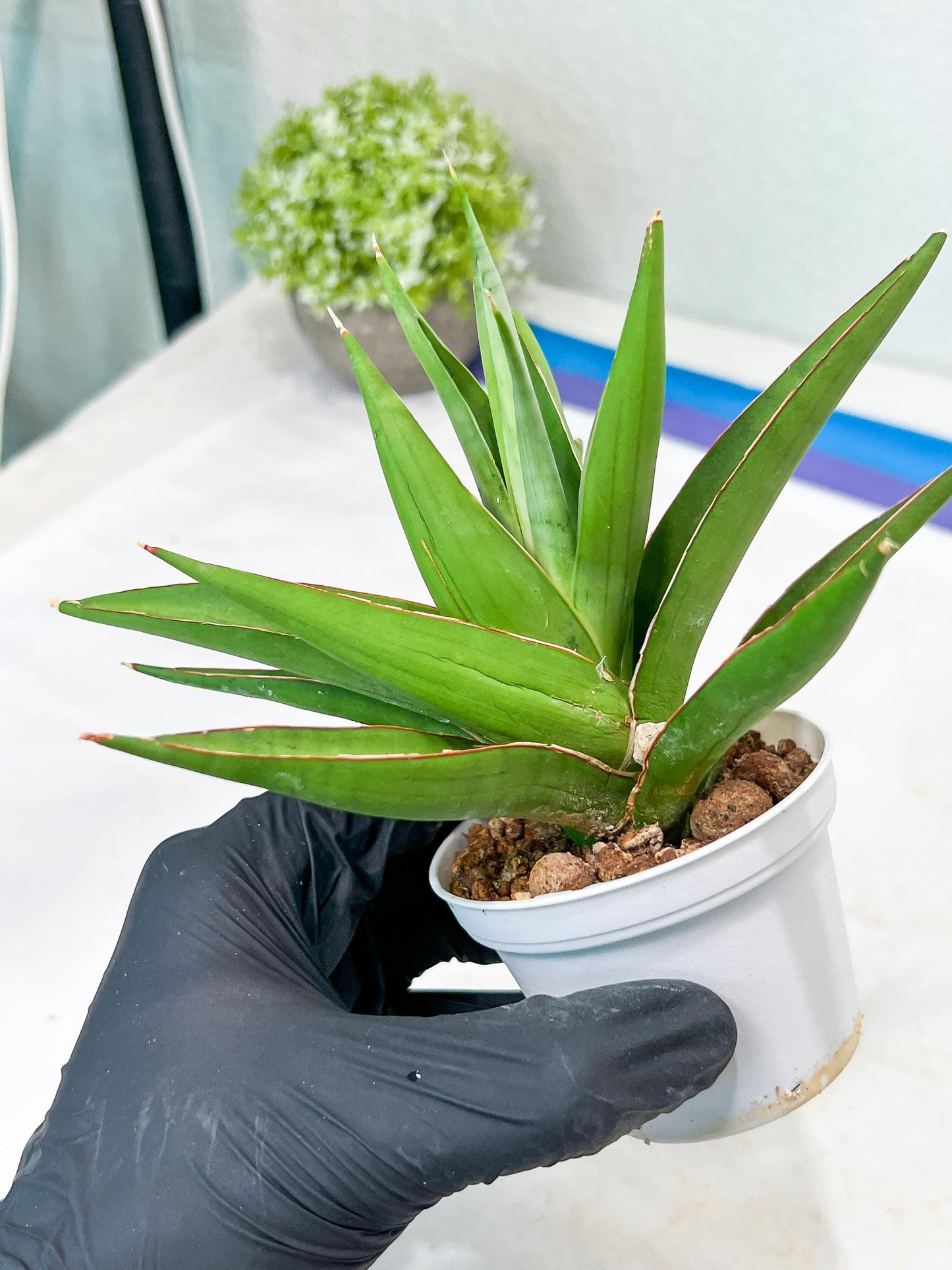 Sansevieria Bai Bid (#RA20) | Rare Hybrid Species