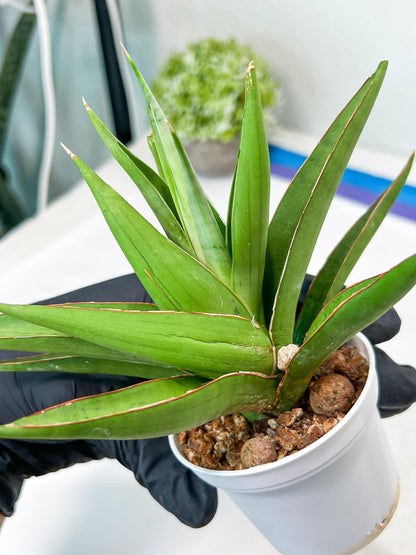 Sansevieria Bai Bid (#RA20) | Rare Hybrid Species