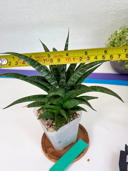 Sansevieria Crocodile Rock (#H1) | Imported Plants