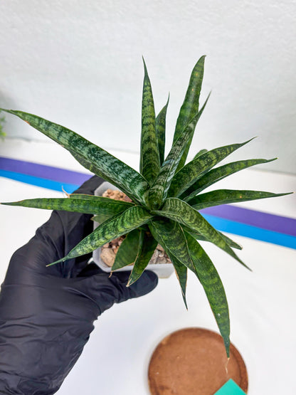 Sansevieria Crocodile Rock (#H1) | Imported Plants