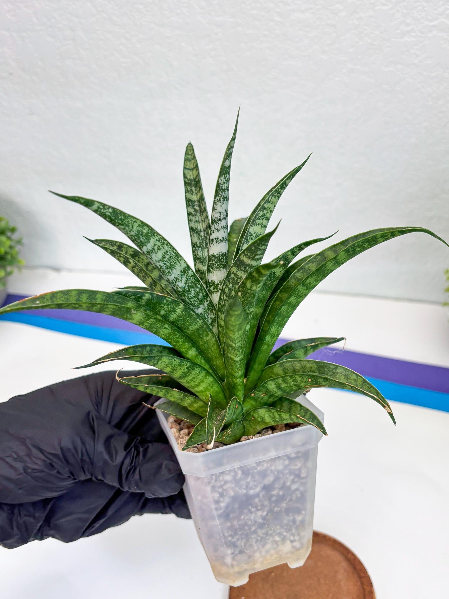 Sansevieria Crocodile Rock (#H1) | Imported Plants