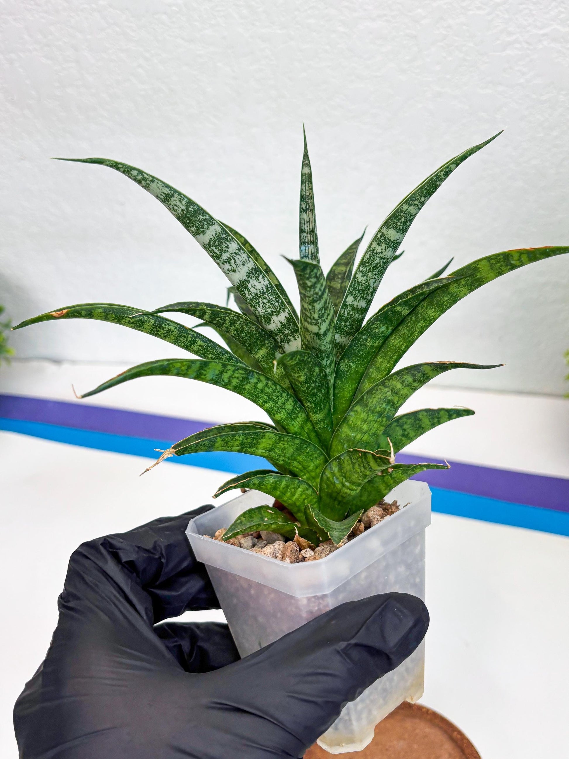 Sansevieria Crocodile Rock (#H1) | Imported Plants