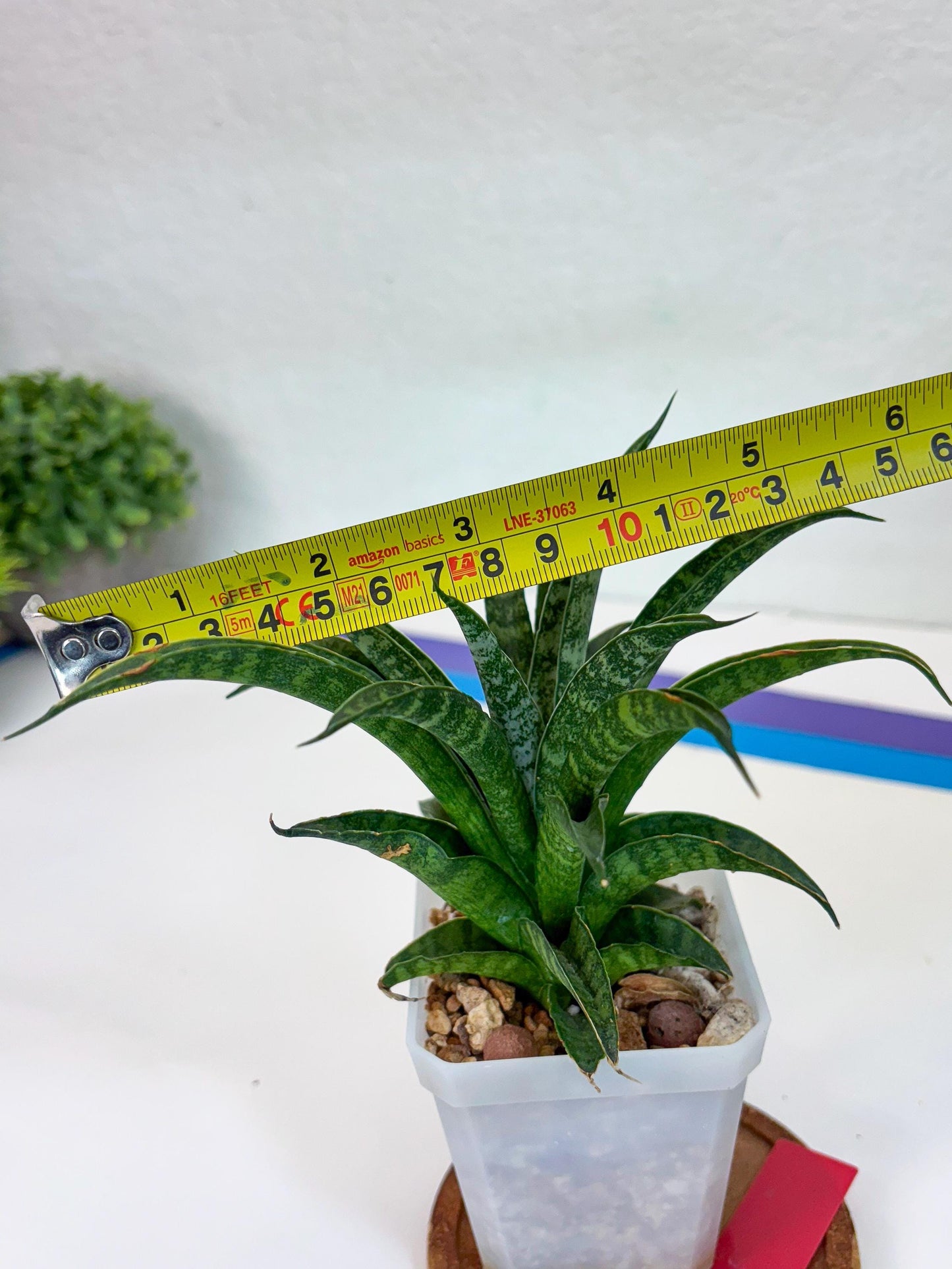 Sansevieria Crocodile Rock (#Ha1) (R) | Imported Plants