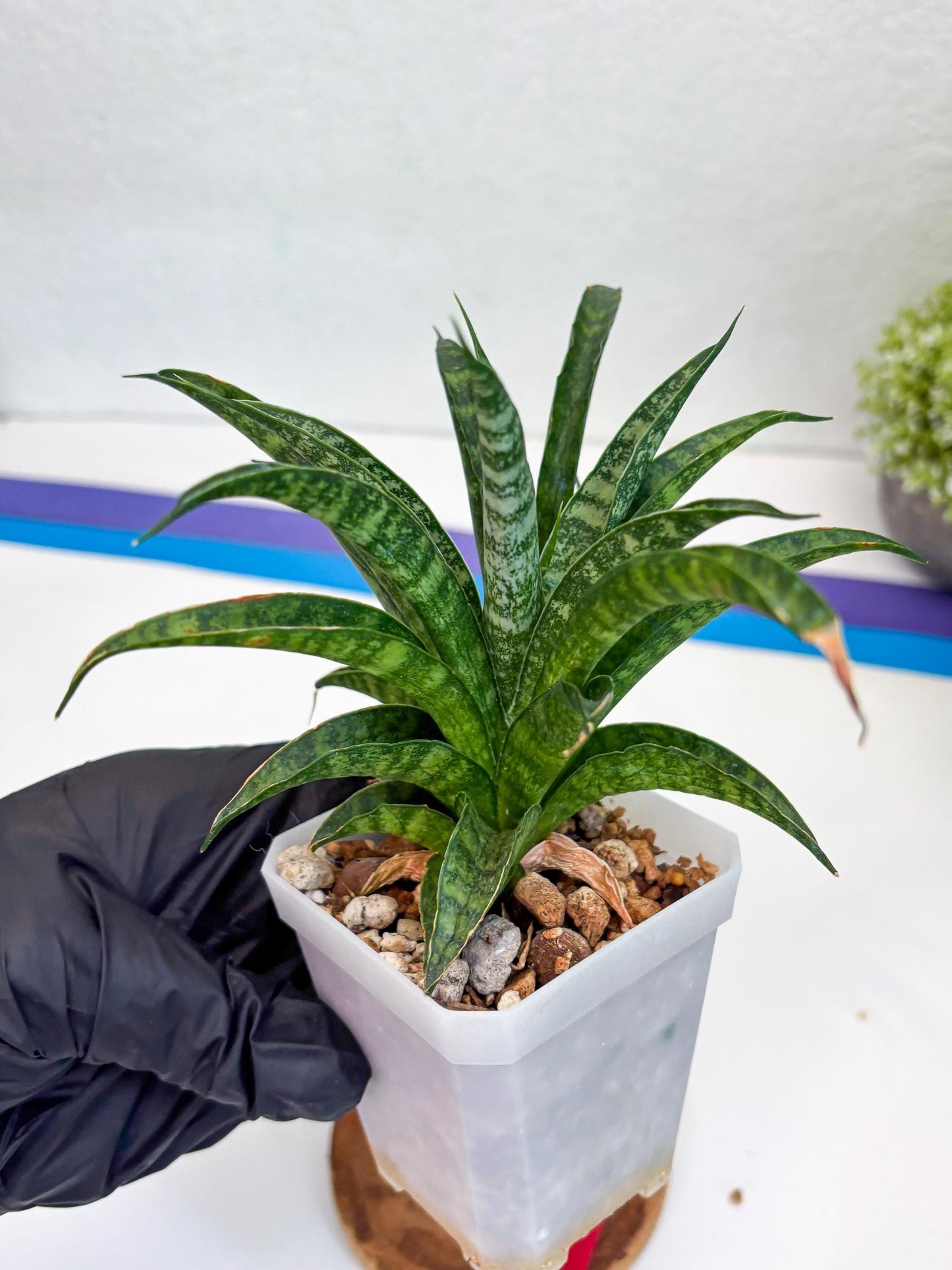 Sansevieria Crocodile Rock (#Ha1) (R) | Imported Plants