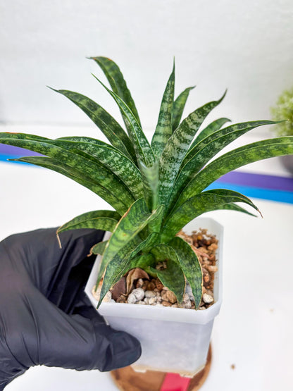 Sansevieria Crocodile Rock (#Ha1) (R) | Imported Plants
