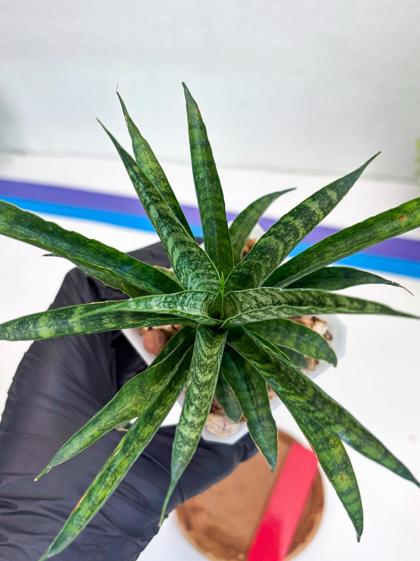 Sansevieria Crocodile Rock (#Ha1) (R) | Imported Plants