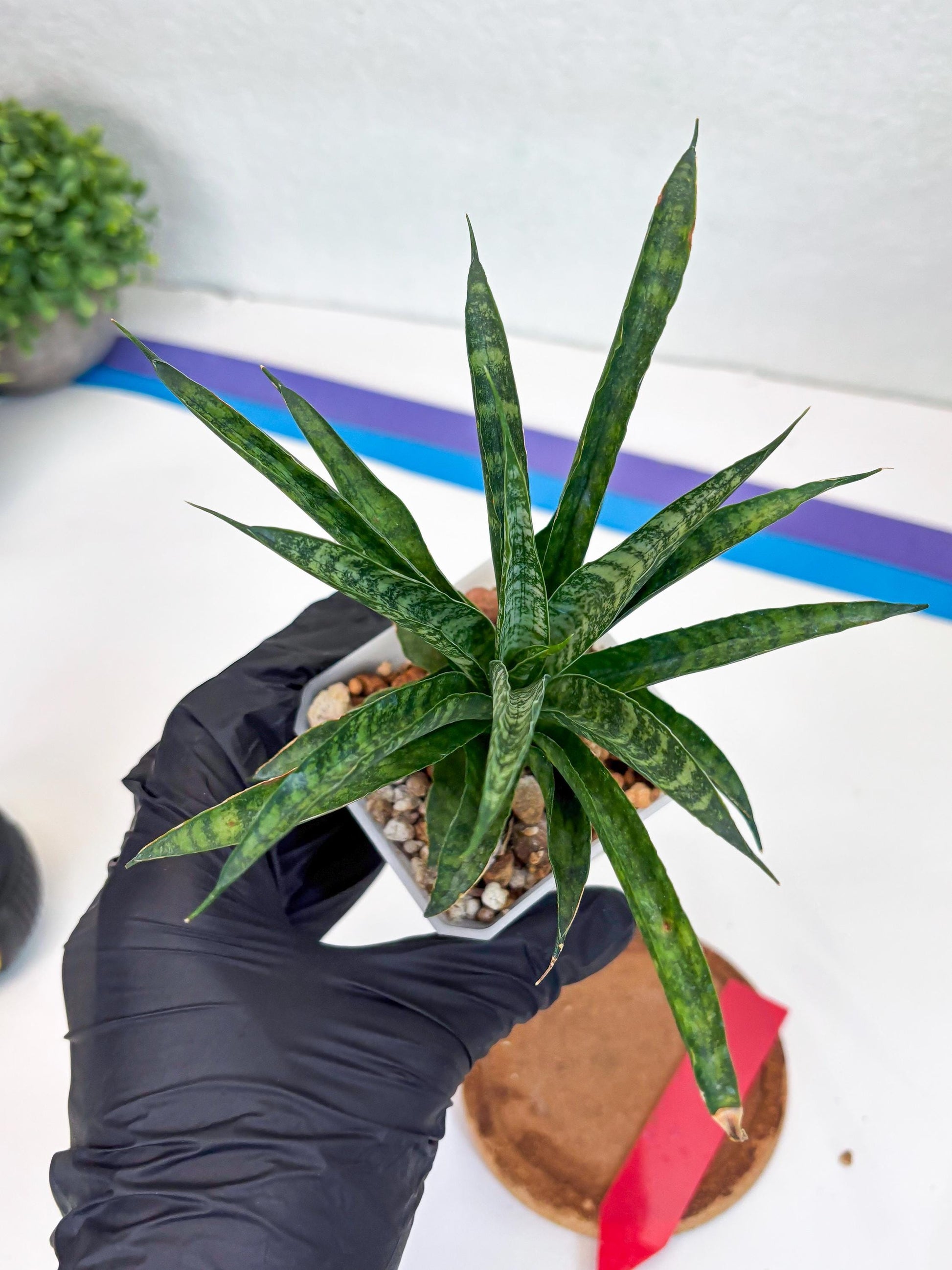 Sansevieria Crocodile Rock (#Ha1) (R) | Imported Plants