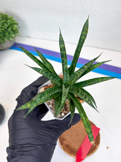 Sansevieria Crocodile Rock (#Ha1) (R) | Imported Plants