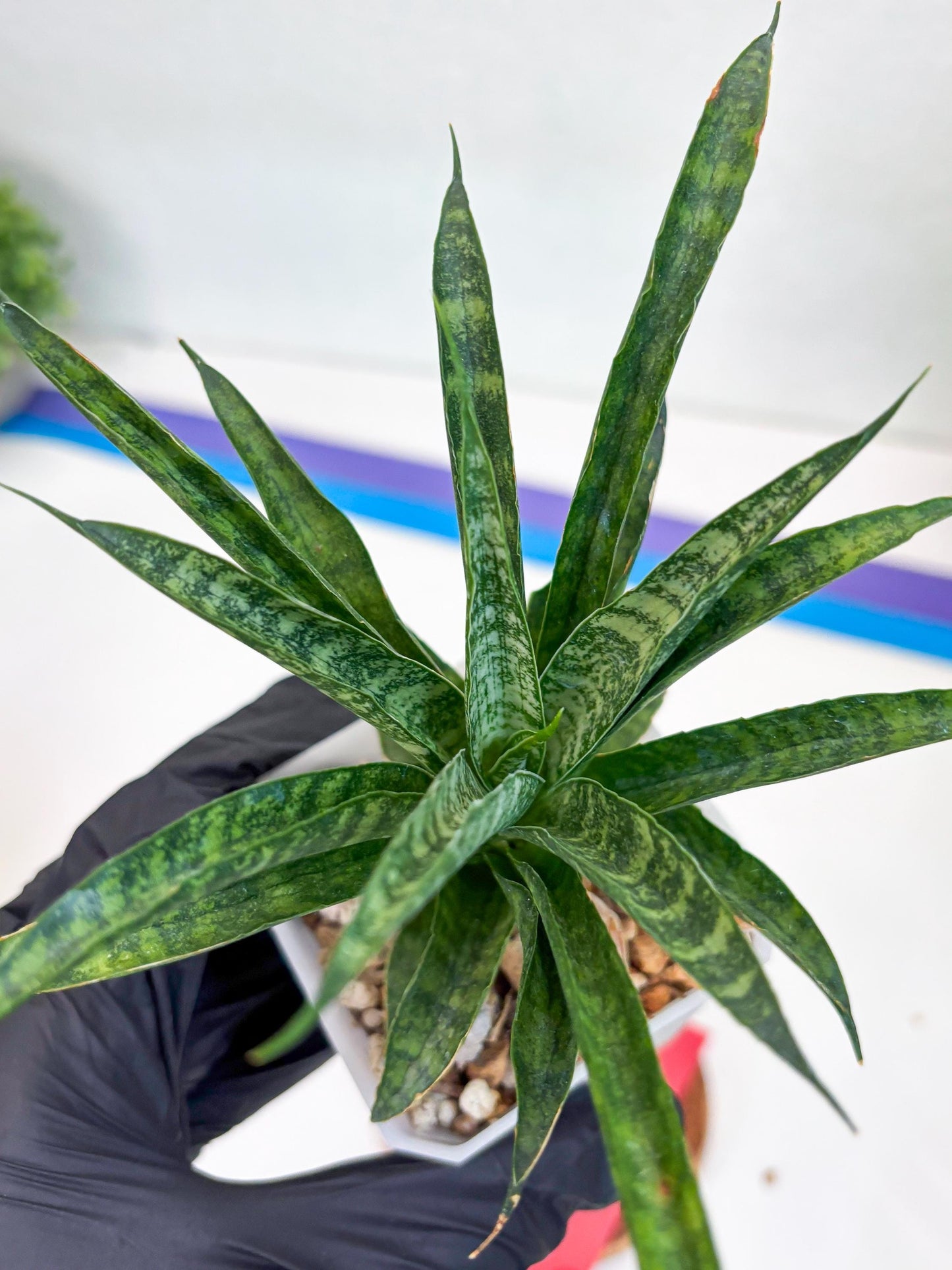 Sansevieria Crocodile Rock (#Ha1) (R) | Imported Plants