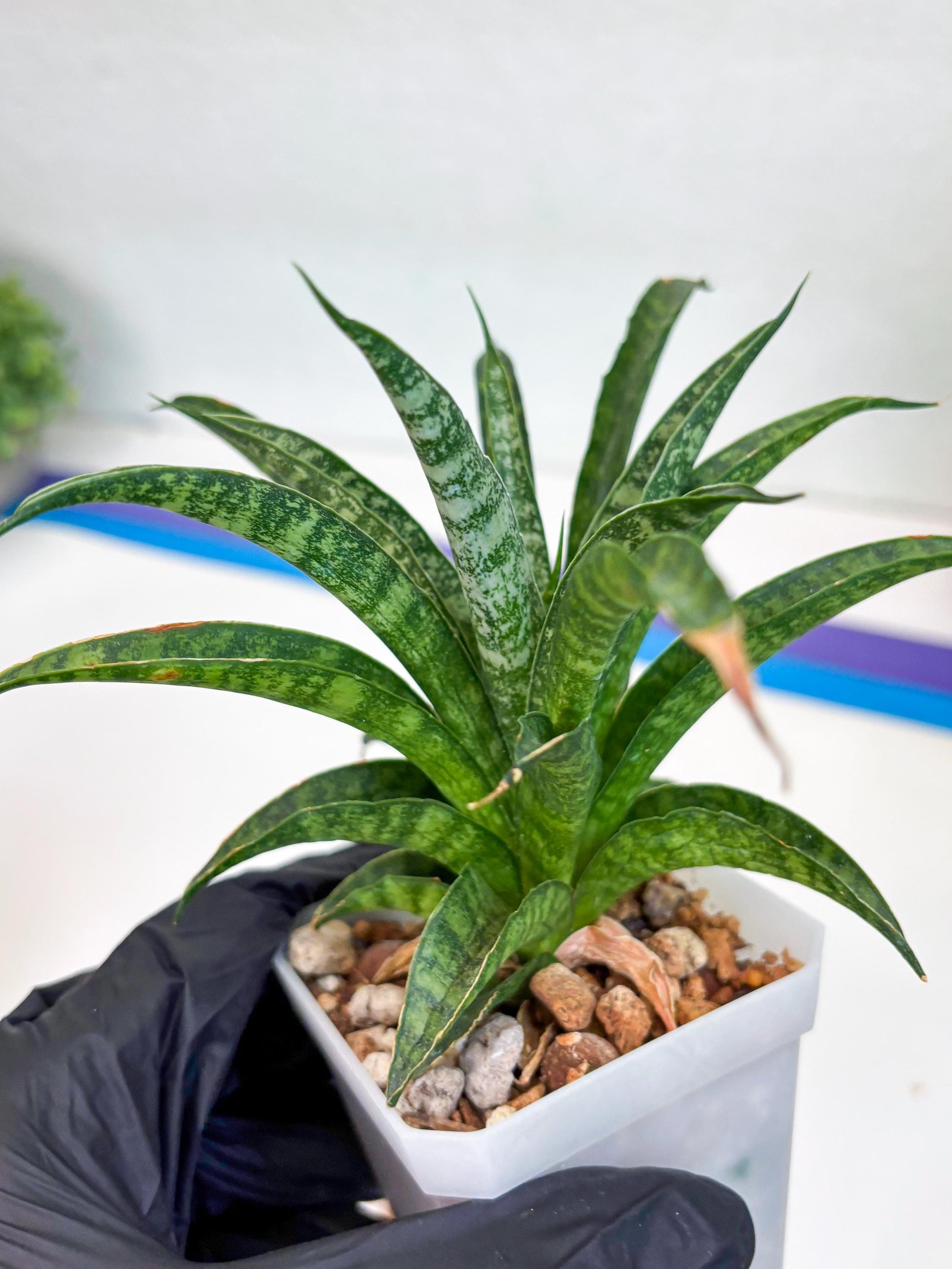 Sansevieria Crocodile Rock (#Ha1) (R) | Imported Plants