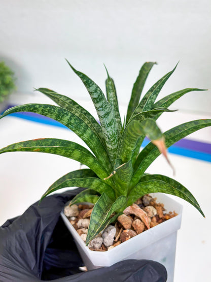 Sansevieria Crocodile Rock (#Ha1) (R) | Imported Plants